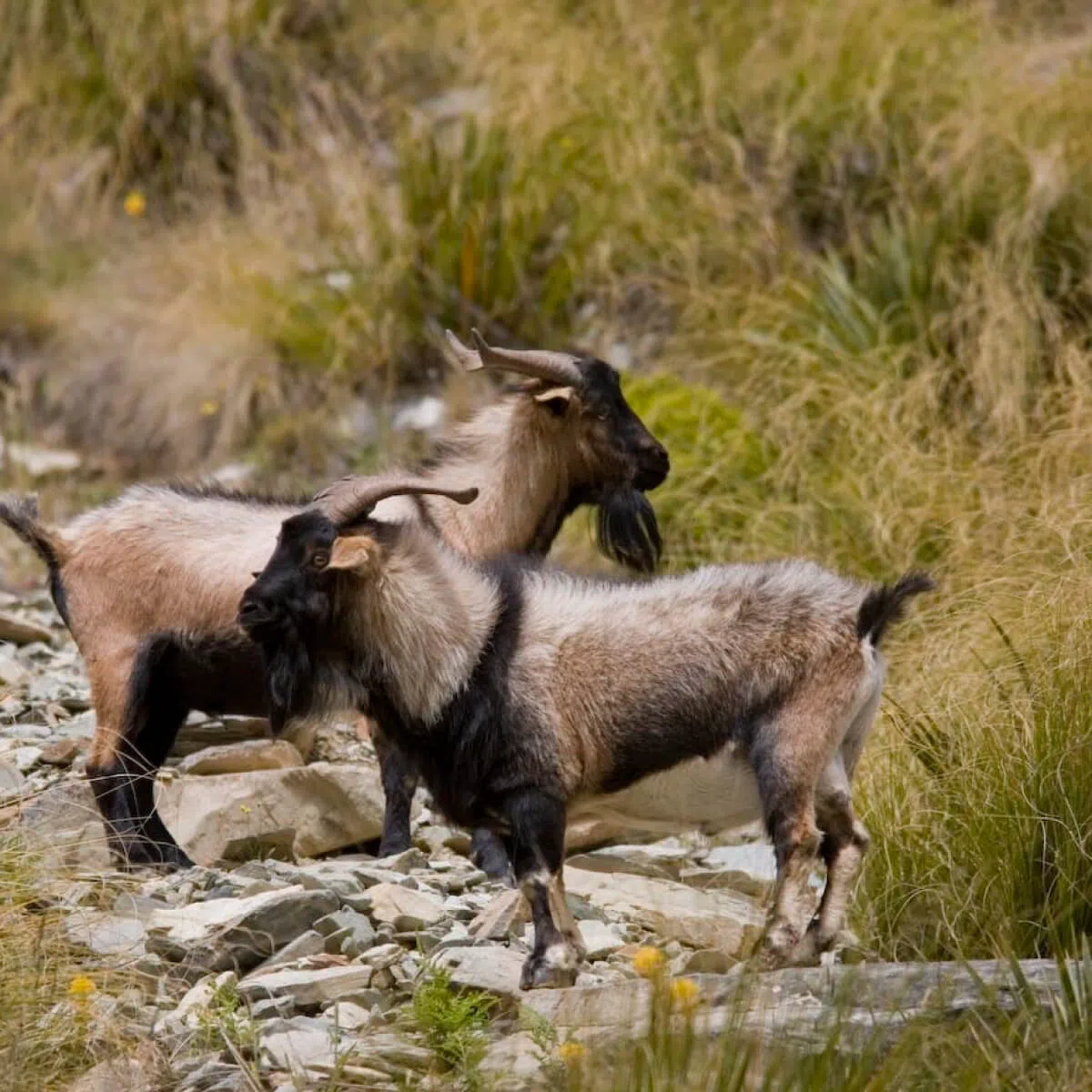 Environmental Restoration and Pest Control Services Queenstown Mana